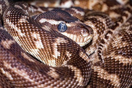 Python, Grobschuppiger Python, Morelia
