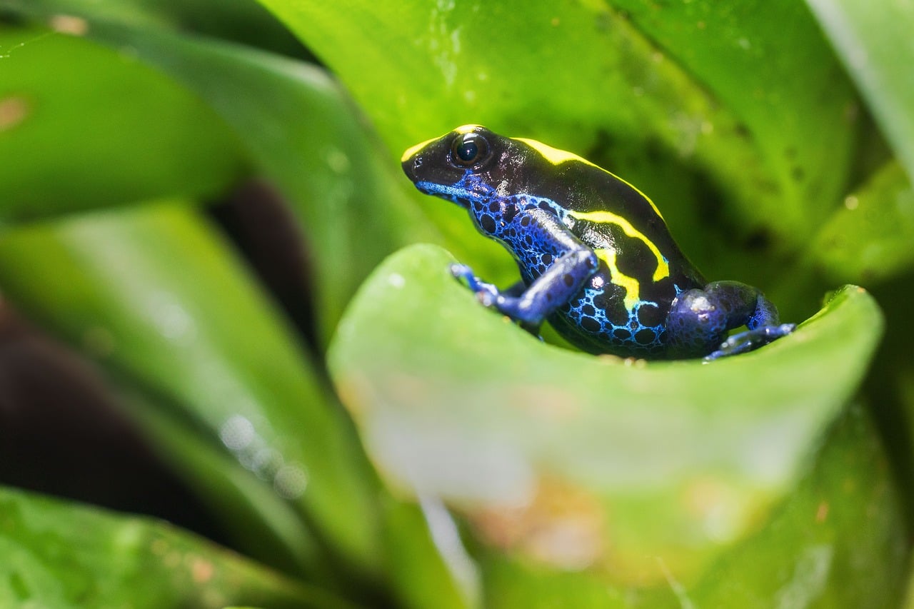 Poison Dart Frog - free online jigsaw puzzle photo