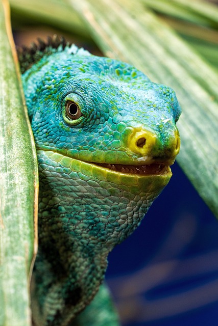 iguana, fijian iguana, lizard, reptile, exotic, peekaboo, fiji, fijian, fijian reptile, fijian lizard, blue lizard, turquoise lizard, smiling, friendly