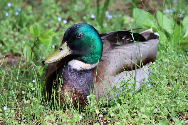 Free Duck Drake photo and picture