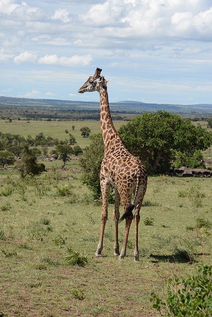 Free Animal Africa photo and picture