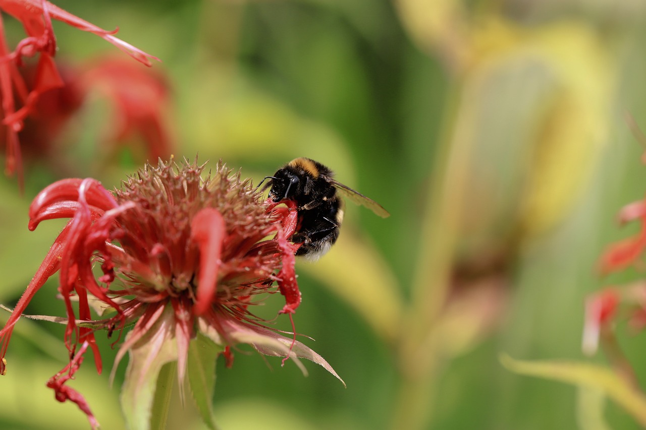 Insect Flower Bumblebee - Free photo on Pixabay