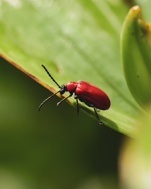 Beetle Insect Ref. Image Beetle Red Insect - Free photo on Pixabay