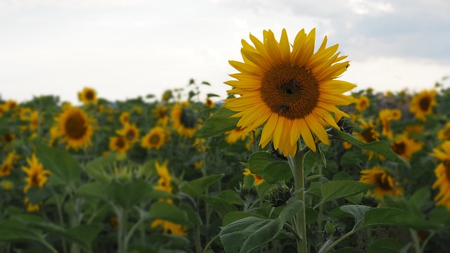 Solsikke, Natur, Blomstre, Flora, Gul