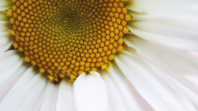 Tusindfryd, Natur, Blomstre, Makro