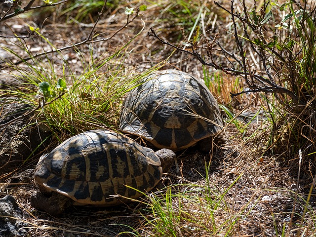 Free Tortoise Reptile photo and picture
