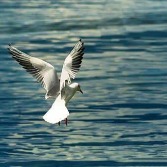Möwe, Vogel, Natur, Seevögel, Tierwelt