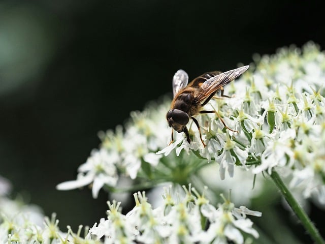Hover Fly Insect Nature - Free photo on Pixabay