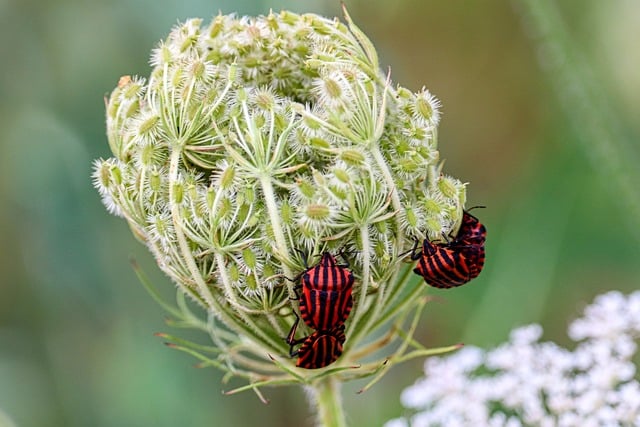 Stiff Bugs Red Tree Bug - Free photo on Pixabay