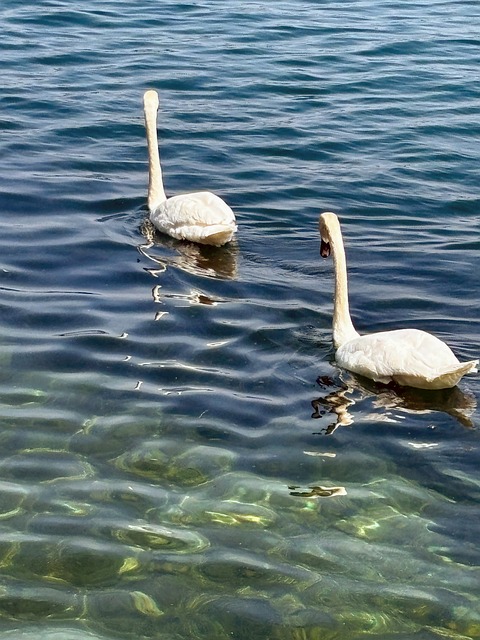 Free Lake Luzerne photo and picture