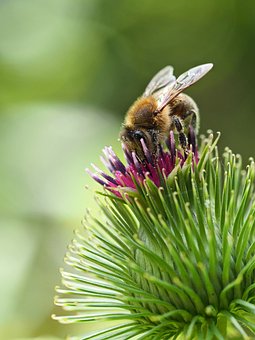 Free Bee Pollination photo and picture
