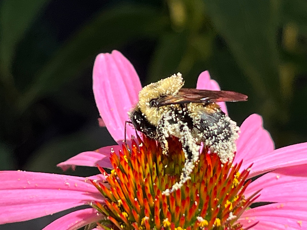Stuifmeel, Bij, Zonnehoed, Zomer, Natuur