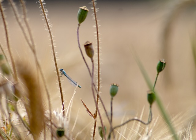 Inseto, Fauna, Flora, Natureza, Plantas