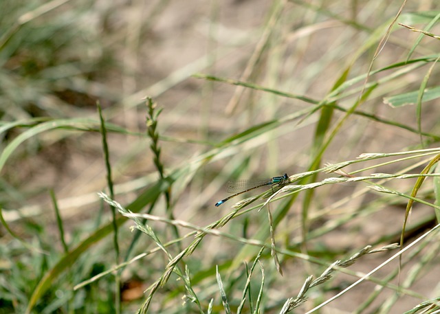 Inseto, Fauna, Flora, Natureza, Plantas