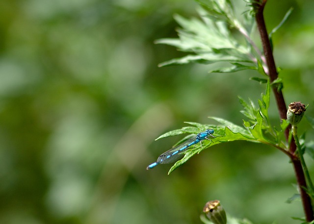 Inseto, Fauna, Flora, Natureza, Plantas