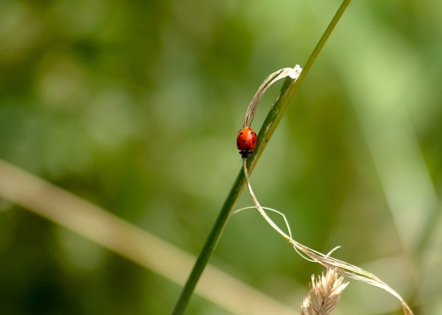 Inseto, Fauna, Flora, Natureza, Plantas
