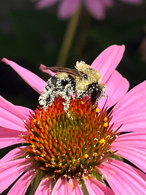 Bij, Insect, Bestuiving, Natuur, Bloem