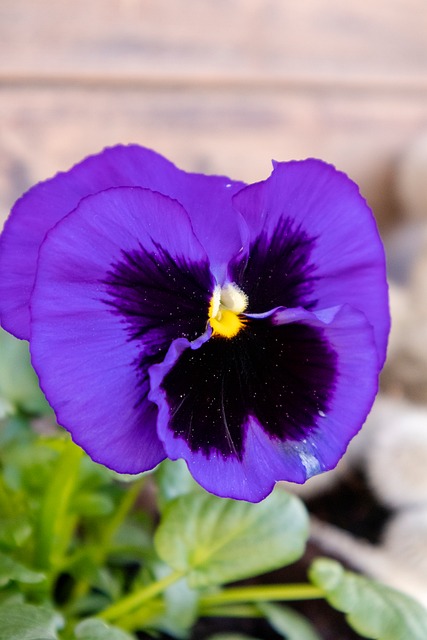 Free Flower Nature photo and picture