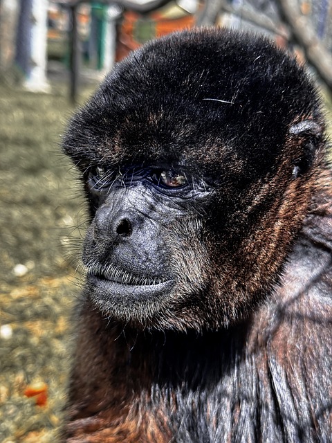 Free Monkey Primate photo and picture