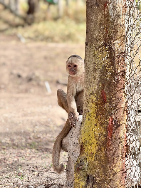 Free Monkey Primate photo and picture