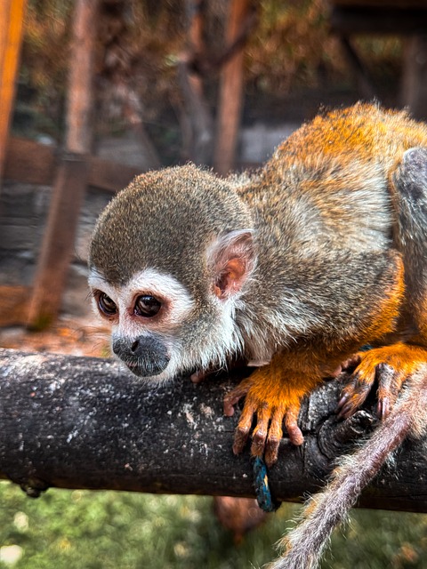 Free Monkey Primate photo and picture