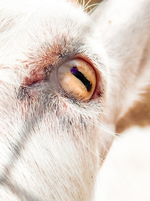 Free Ojo Chivo photo and picture