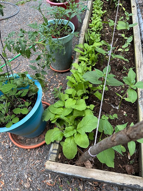 Puutarha, Luonne, Kasvi, Kevät