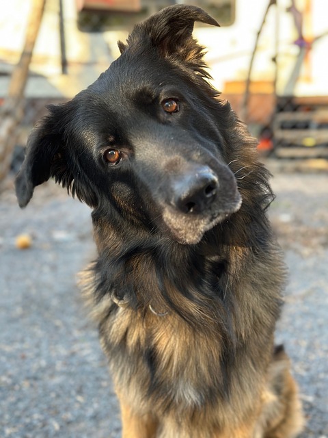 Koira, Eläin, Lemmikki, Koiran, Nisäkäs