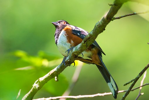 Para Ele, Bonitinho, Pluma