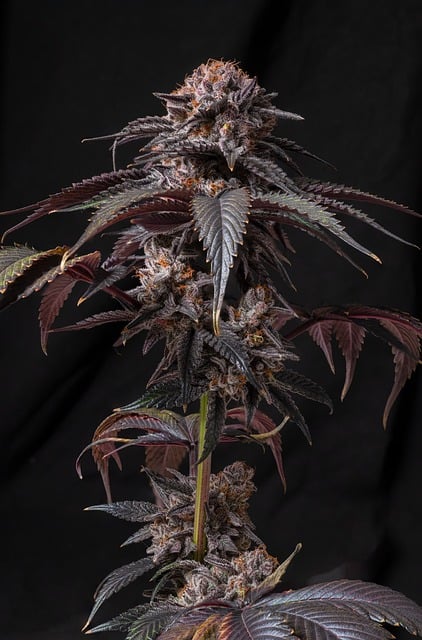 Free Cannabis Marijuana photo and picture