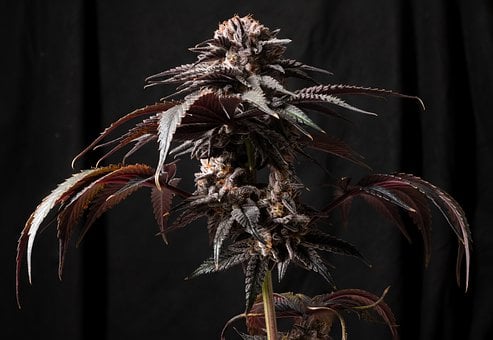 Free Cannabis Marijuana photo and picture