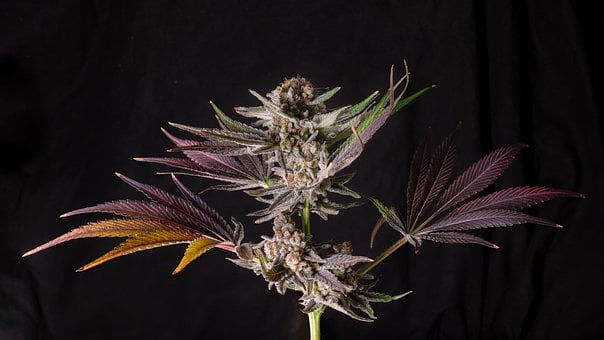 Free Cannabis Marijuana photo and picture