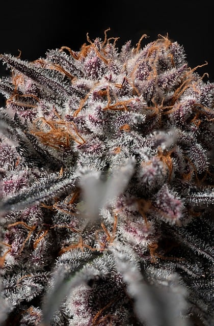Free Cannabis Marijuana photo and picture
