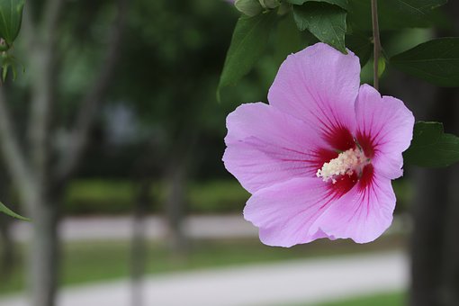 Rose Af Sharon, Rose Af Sharon-Træet