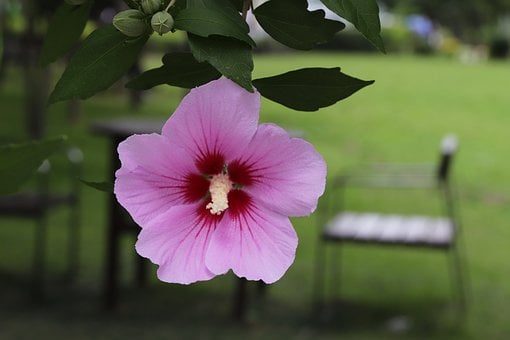 Rose Af Sharon, Rose Af Sharon-Træet