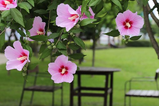 Rose Af Sharon, Rose Af Sharon-Træet