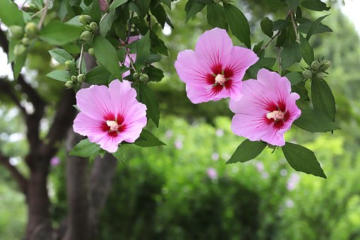 Rose Af Sharon, Rose Af Sharon-Træet