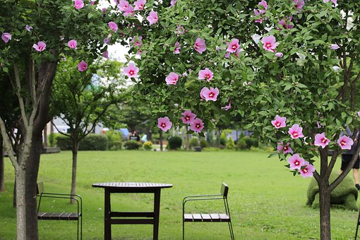 Rose Af Sharon, Rose Af Sharon-Træet