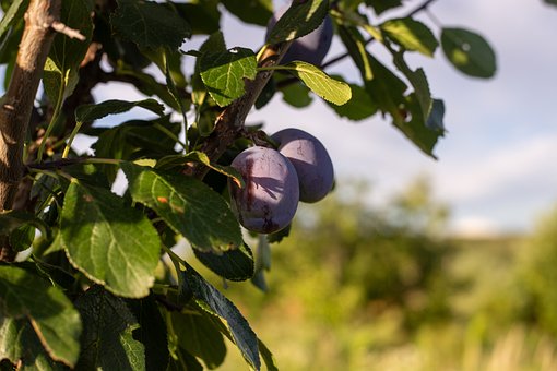 Free Plums Plum photo and picture