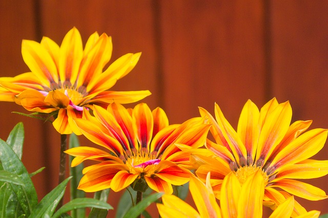 Blühen, Natur, Flora, Gardens, Gartenbau