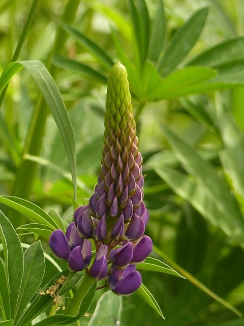 Lupine, Lupinos, Blüte, Lila