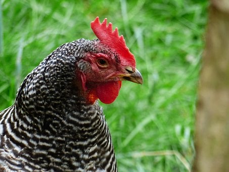 Hähnchen, Kopf, Oberkörper, Nahaufnahme