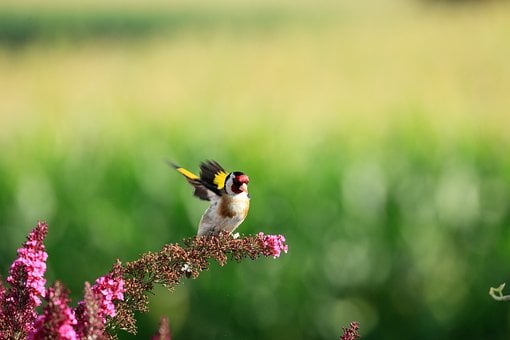 Free Bird Stieglitz photo and picture