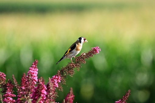 Free Bird Stieglitz photo and picture