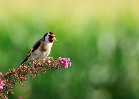 Free Stieglitz Nature photo and picture