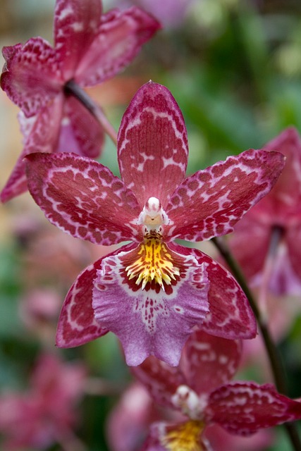Free Nature Close Up photo and picture
