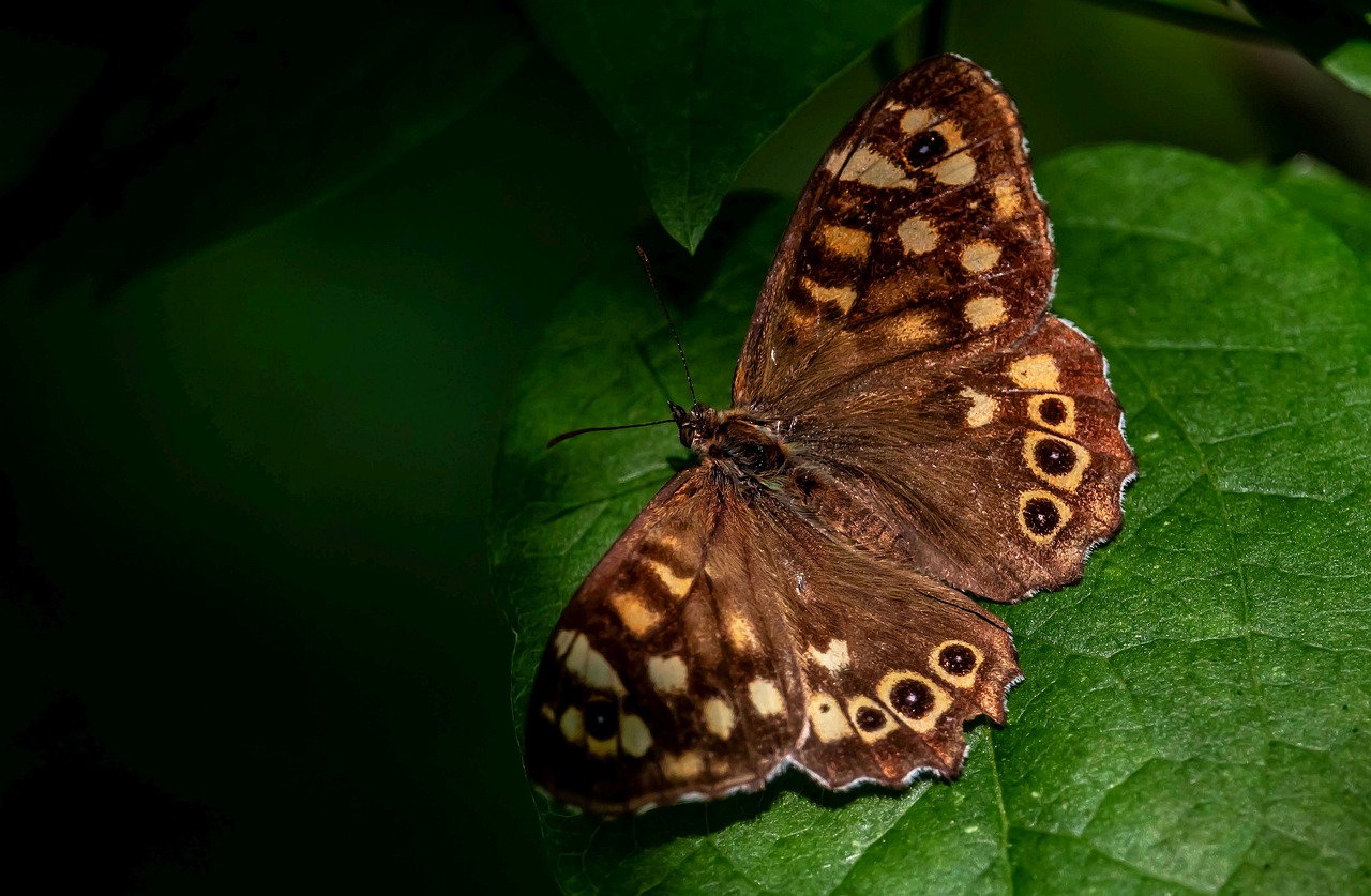 Eye Butterfly - free online jigsaw puzzle photo