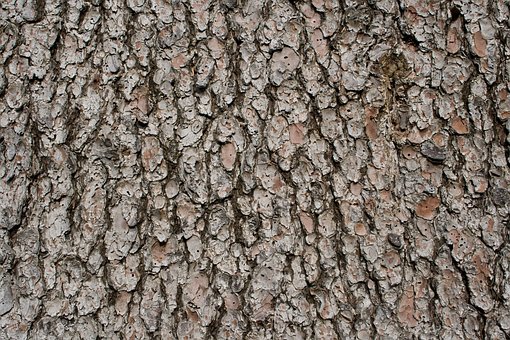 Free Tree Bark Tree Trunk photo and picture