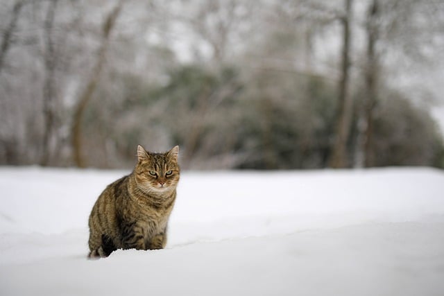 Kat, Huiskat, Katachtige, Huisdieren