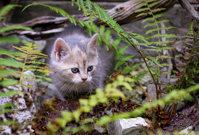 Kat, Natuur, Kitten, Dier, Katachtige